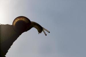 grape snail crawling on its territory photo