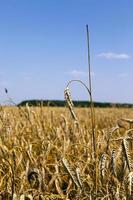 ripe yellow cereals photo