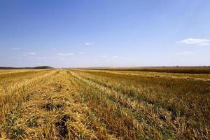 agriculture   cereals summer photo