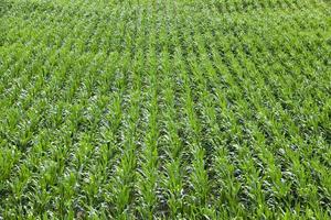 Corn field, summer photo