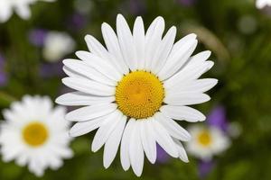 white daisy , flowers. photo