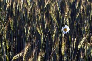 flowers in the field photo