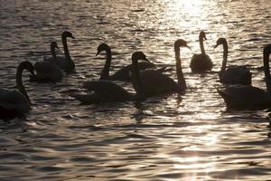 spring time on with a flock of swans photo