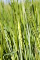 Field with cereal photo