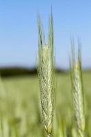 campo con cereal foto