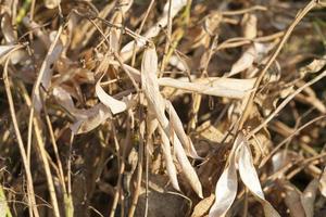 Empty straw reaping photo