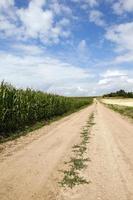 campo de maíz, verano foto