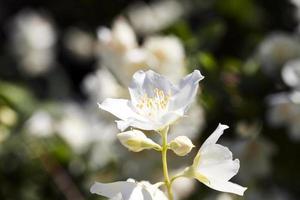 flor blanca iluminada por el sol foto