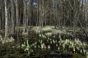 swamp spring   season photo