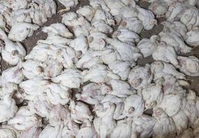 pollitos de pollo de carne blanca en una granja avícola foto