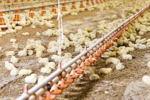 pollitos de pollo de carne blanca en una granja avícola foto