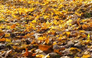 maple foliage in autumn leaf fall photo