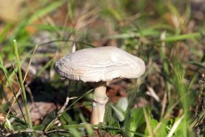 Mushroom, close up photo