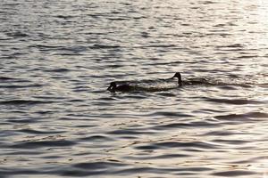 cisne blanco flotando en el lago foto