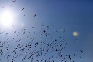 a large number of birds photo