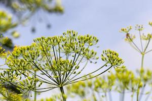 green dill seeds photo