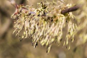 árbol de arce de primavera foto