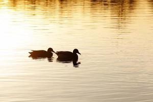 small low wild ducks photo