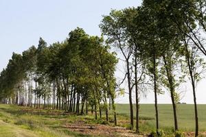 deciduous trees in the summer photo