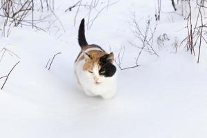 gato de color durante un paseo en la nieve foto