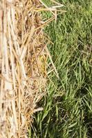 stubble and straw stacks photo