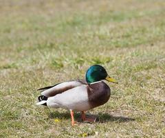 spring season with wild birds ducks photo