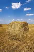 Stack of straw photo