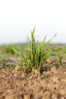 young grass plants, close-up photo