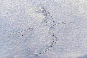 snowfall in winter and white fluffy cold snow and grass photo