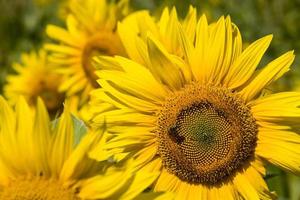 sunflower during insect pollination photo