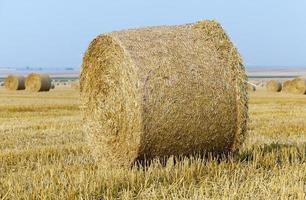 straw in the field photo