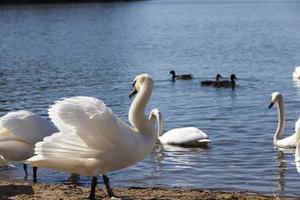 cisne blanco flotando en el lago foto