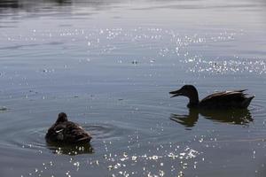 aves acuáticas aves silvestres patos en la naturaleza foto