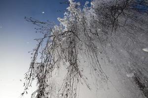 trees and winter cold weather after the snowfall photo