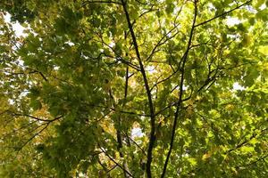 deciduous oak trees in the forest or in the Park photo