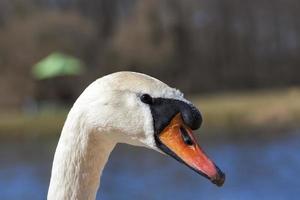 cisne en primavera foto