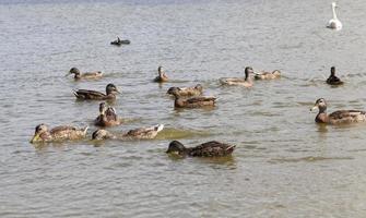 eastern europe with wild duck photo