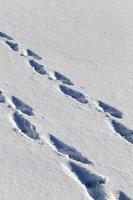 footprints and dents in the snow photo