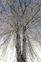 deep snow drifts and trees after the last snowfall photo