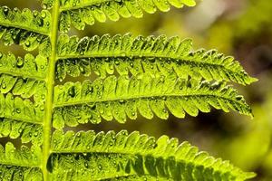 hojas de helecho verde iluminadas por la luz del sol brillante foto