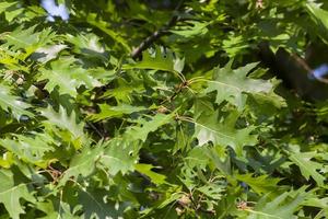 Young leaves oak photo