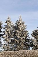 temporada de invierno con nieve en el parque o bosque y pinos foto