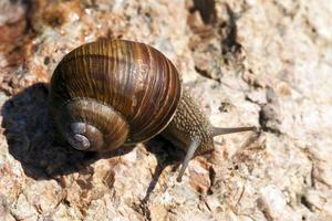 grape snail crawling on its territory photo