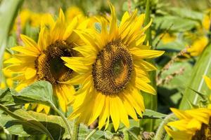 sunflowers are grown photo