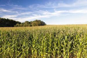 maíz en un campo agrícola foto