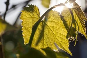 green grape leaves in the spring photo