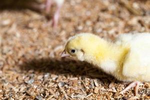 pollitos de pollo en una granja avícola foto