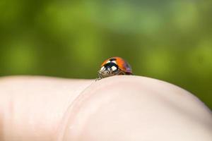 red colored ladybug insect photo