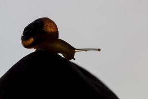 grape snail crawling on its territory photo