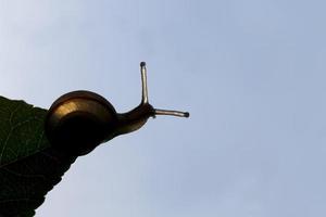 grape snail crawling on its territory photo